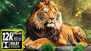 Big Cats - LION KINGDOM | 12K HDR (60FPS) Dolby Vision - With Nature Sounds (Colorfully Dynamic)