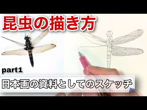 昆虫 スケッチ 繊細な羽の描き方 日本画の為の写生 Part1 Youtube