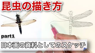 昆虫 スケッチ 繊細な羽の描き方 日本画の為の写生 Part1 Youtube