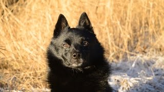 Jekku Schipperke's winter 2015-16   Jekku-schipperken talvi 2015-16 by Jekku Schipperke 2,821 views 7 years ago 3 minutes, 29 seconds