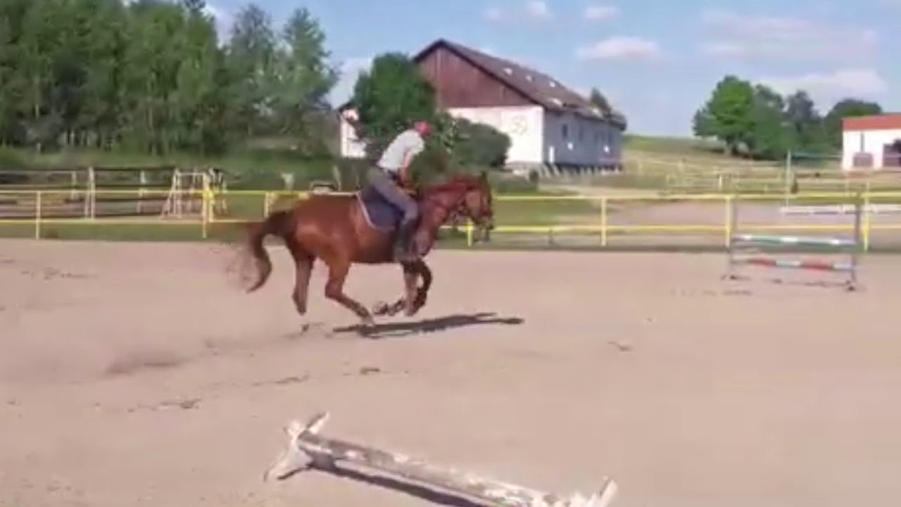 jumping horse for sale YouTube