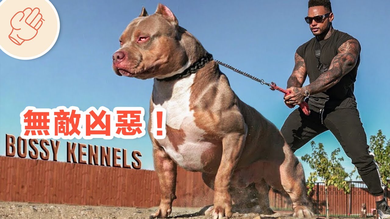 溴乙胺对狗和猫的毒性| VETgirl VET CE 博客, image size:1280x720