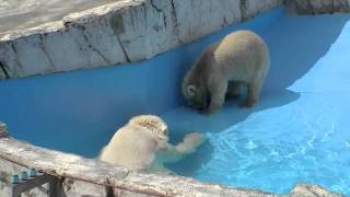 夏はひんやりプールの中で~Polar Bears are eating meat in the pool