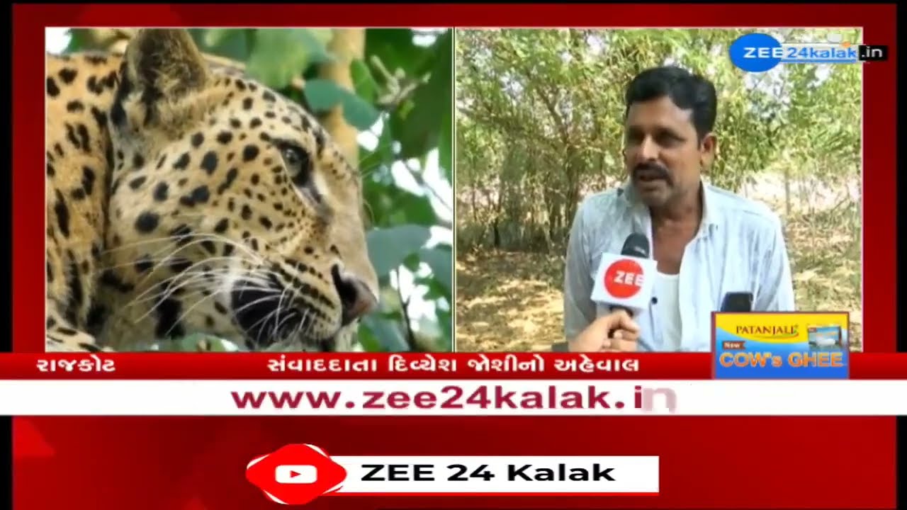 Panic among residents after leopard enters residential area in Rajkot; Forest Department on toes
