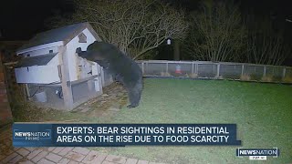 Experts: Bear sightings in residential areas on the rise due to food scarcity