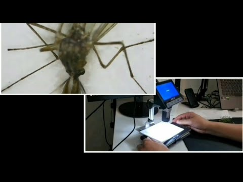انواع المجاهر الضوئية