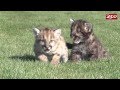 Mountain Lion Cub