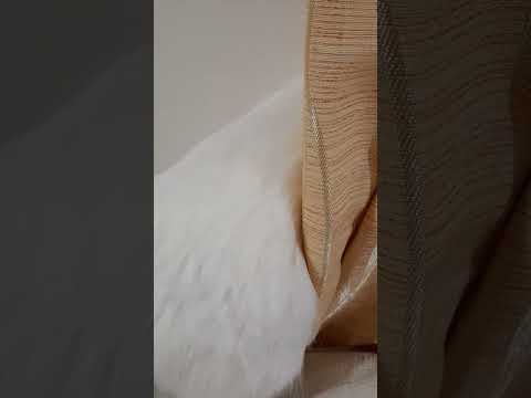 #shortvideo #video #watchingtilltheend #whitecat