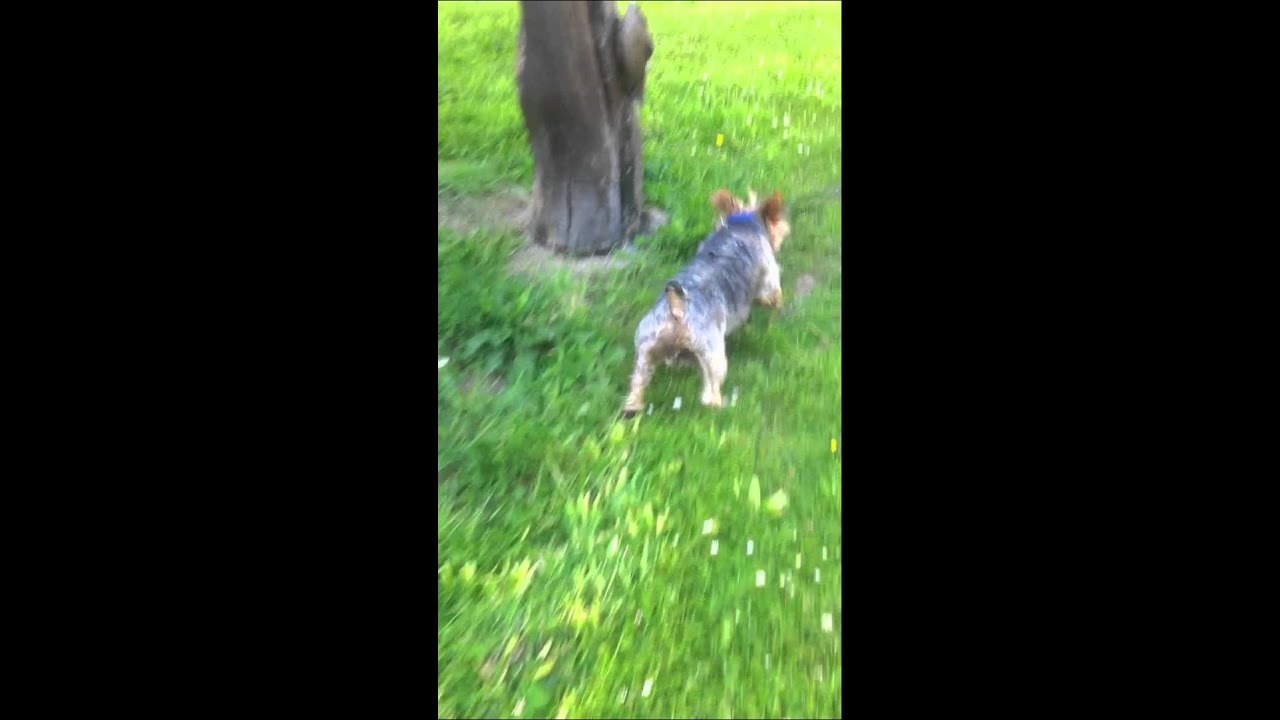 My Dog runs like a rabbit ) YouTube