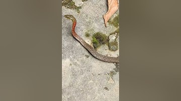 rắn hổ lửa #shorts