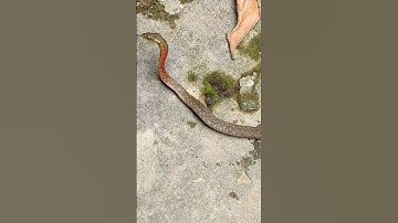 rắn hổ lửa #shorts