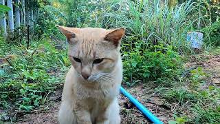 Orange cat in the vegetable garden./Lucky Munchkin