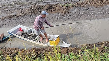 Xiệt Cá Lóc Ao Tôm Cuối Vụ Con Nào Cũng Mập Ú No Tròn | Hương Tràm U Minh