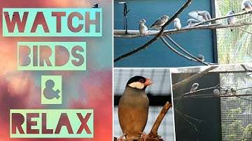Relaxing bird video !! Java sparrow singing !! Finches sounds in Aviary.