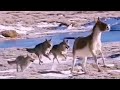 NI 3 LOBOS Y UN LEOPARDO PUDIERON CON EL BURRO | Lobos cazando burros salvajes en China