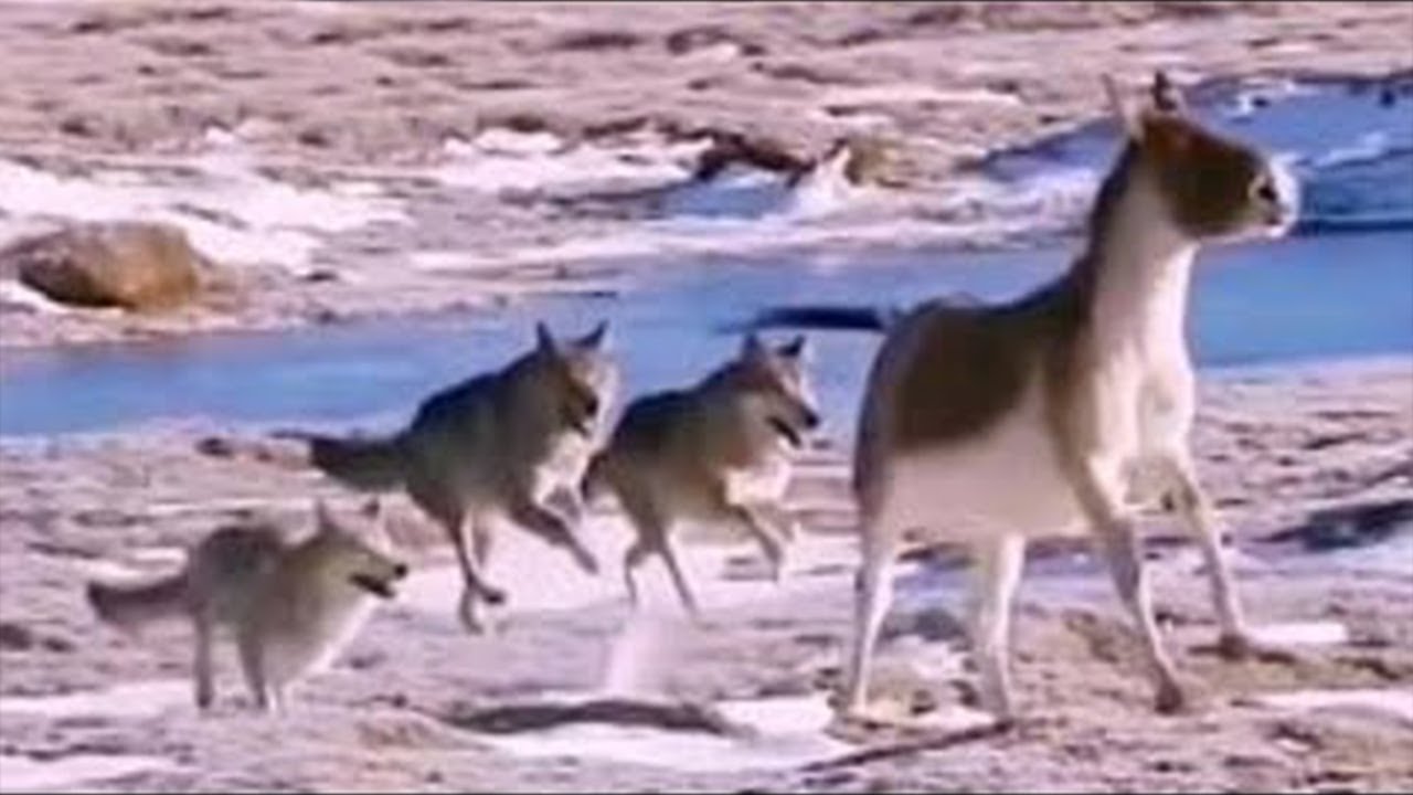 NI 3 LOBOS Y UN LEOPARDO PUDIERON CON EL BURRO | Lobos cazando burros salvajes en China