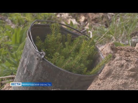 Вопрос: Зачем в химкинском лесу рассыпают деревянную стружку?