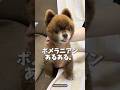 雨の日は大きさ3倍増しのポメラニアンあるある👀💞他にもあるあるがあればコメント欄で教えてね♡.#犬 #犬のいる暮らし #愛犬 #わんこ #犬バカ部 #ペット#犬好きな人と繋がりたい#ポメラニアン