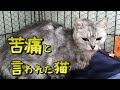 ペットショップで買った息子へのプレゼント(その後):728