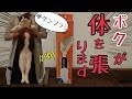 体を張って夢ゲンブラシのレビュー(ビス)#40