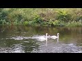 swans in the river Leven