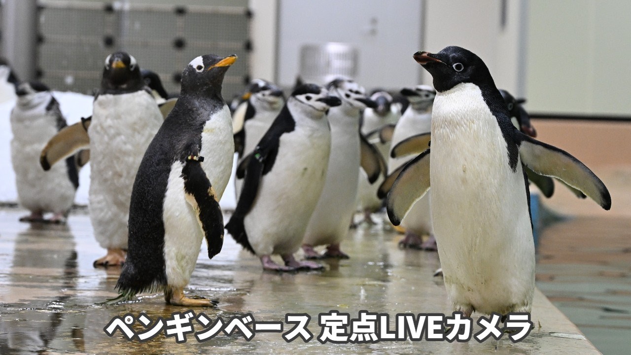 【アーカイブ】ペンギンベース定点カメラ(2026/5/21)