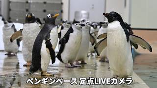 【アーカイブ】ペンギンベース定点カメラ（2026/5/21)