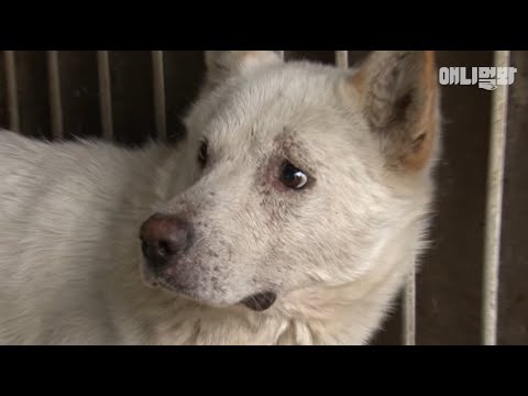 이 개들을 버린 당신께..ㅣDogs You Abandoned Became A Devil