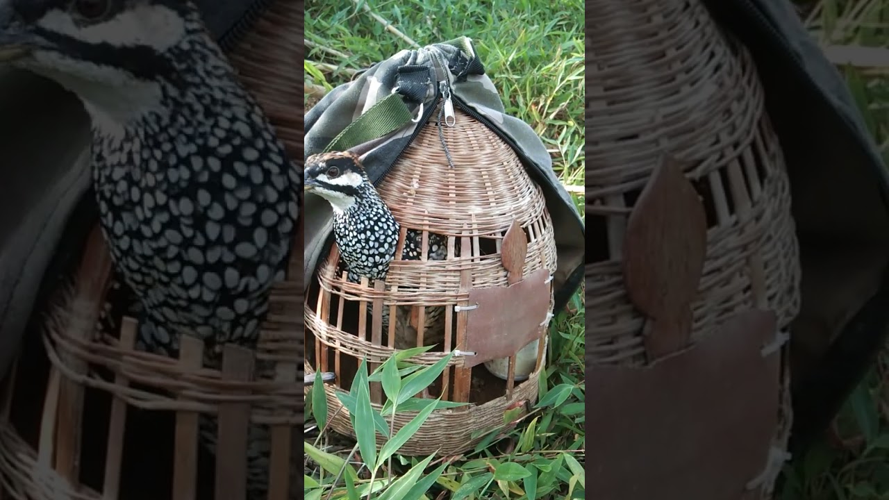 tiếng đa đa mồi bắt bổi