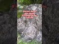 #nature