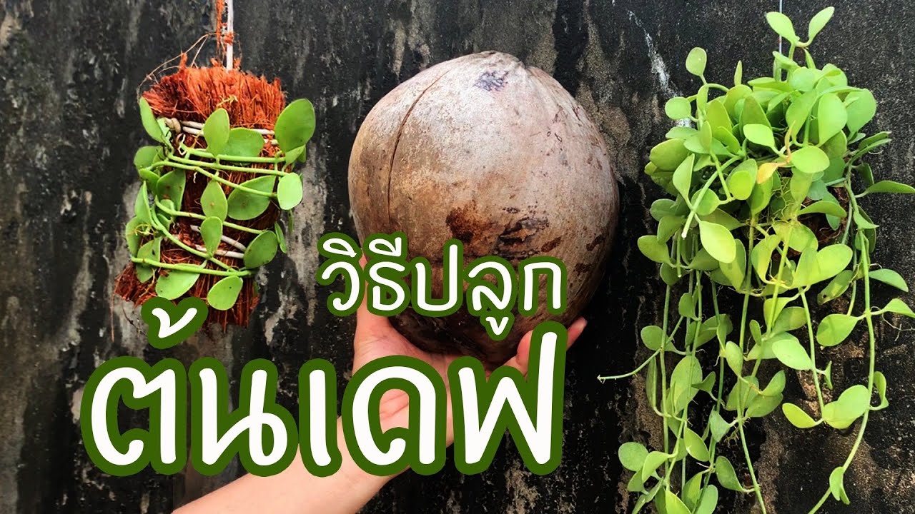 วิธีปลูกเดฟ Dischidia l EP.3 เกษตรเดลิเวอรี่ by THAI IQ PLUS