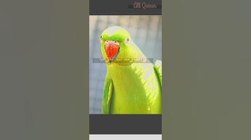 Surah Naziaat First Verse||سورة النازعات الآية الأولى#quranexplorer #quran#surhanaziaat#love #birds