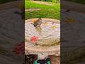 Cute Little House Sparrow Stops for a Dip in the Birdbath! #housesparrow #housesparrows #cutebirds
