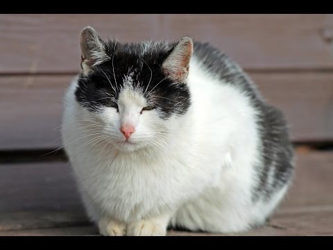 Vidéo: Prendre Soin Des Chats âgés - Traiter Les Problèmes De Santé Des Chats âgés