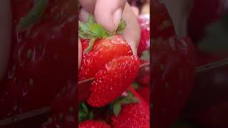 Strawberries music flowers viral vegetables youtube fypシ youtubeshorts gaden