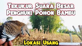 Tekukur Suara Besar Penguasa Pohon Bambu, Berhasil Didapatkan || Dari Lokasi Usang