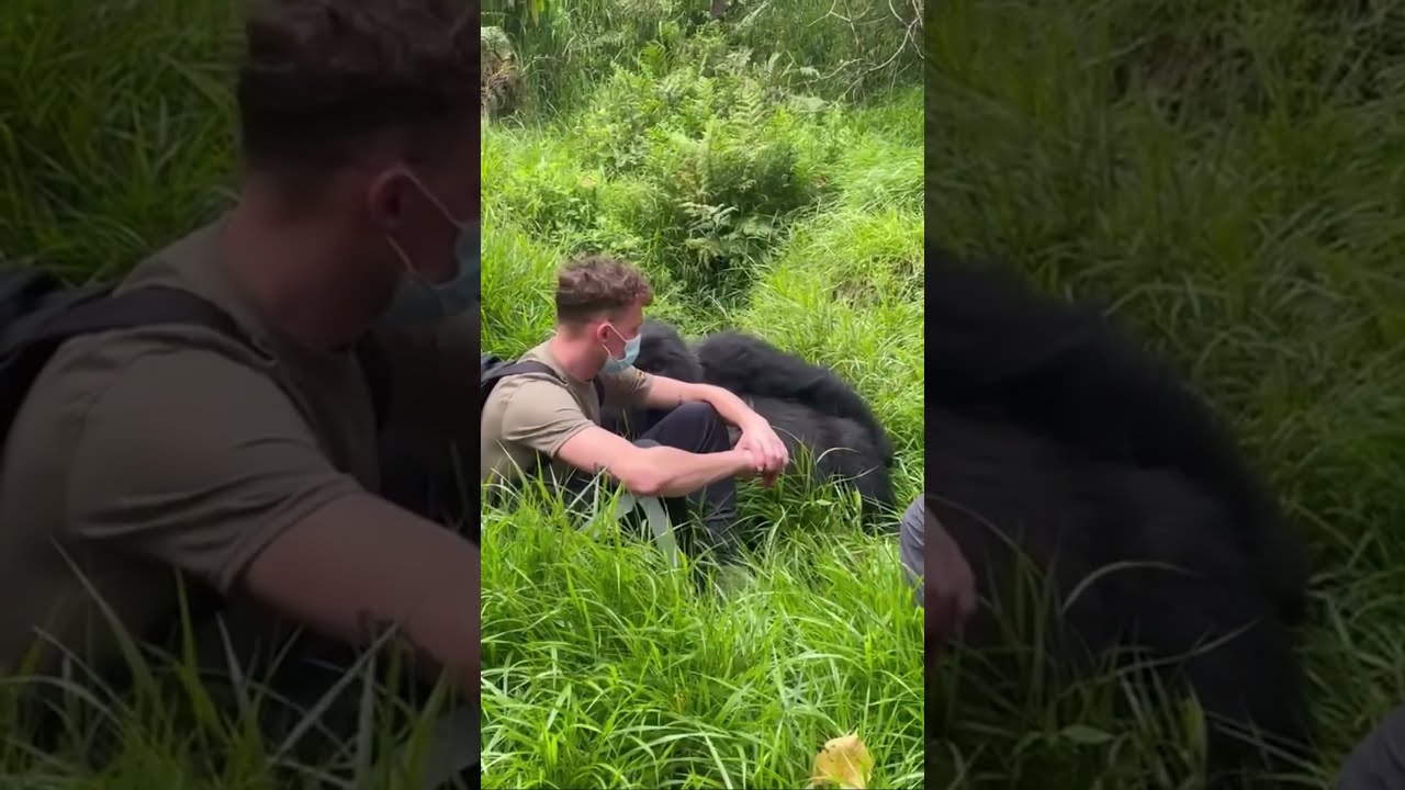 Hilarious Gorilla Sits Next To Man Resting On Ground 