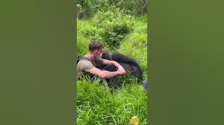 Hilarious Gorilla Sits Next to Man Resting on Ground!