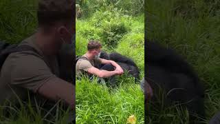 Hilarious Gorilla Sits Next To Man Resting On Ground!