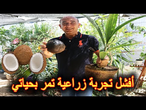 زرعت جوز الهند و النتيجة كارثية Growing Coconut At Home
