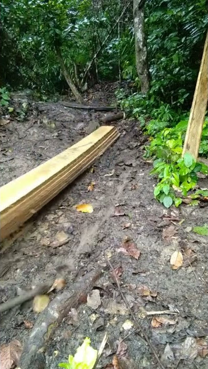 inilah cara menarik kayu di Kalimantan jangan lupa subscribe kalau jika kalian suka video saya