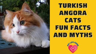 Turkish Angora Cats Fun Facts and Myths
