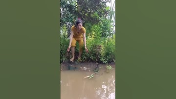 Đặt lợp cá lóc đồng mùa nước nổi #xuhướng #xuhuongyoutube #321shorts #shrots