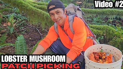 Lobster Mushroom Patch Picking. Video #2 Week 3 Mushroom Foraging Update.