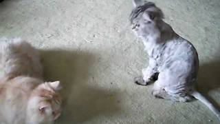 Cats Playing with their tail by Osama Aljassar 622 views 12 years ago 1 minute, 13 seconds