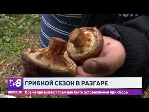 Осторожно – грибы!