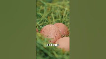 Types of Eggs in Animals | Yolk Distribution & Cleavage Explained | #Shorts | Power Learn College