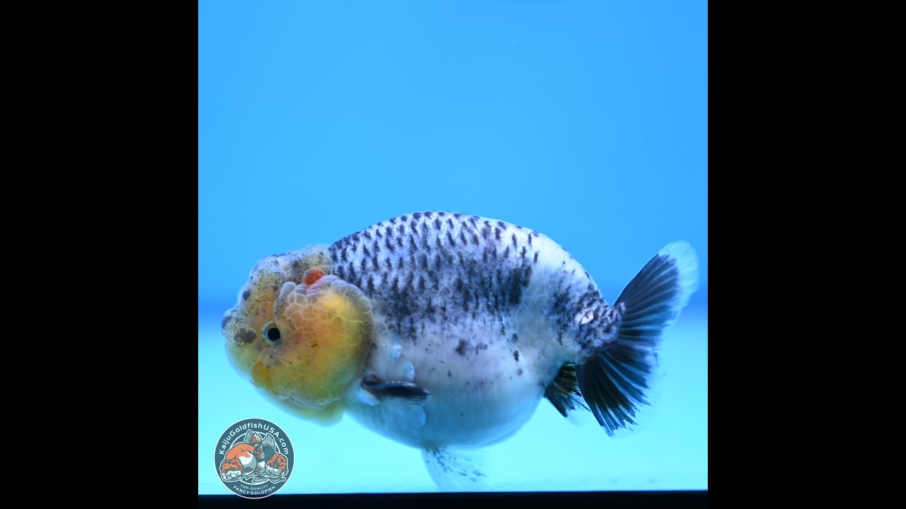 Blue Based Ranchu 3.5 inches Body - Male (250307_RC02) - YouTube