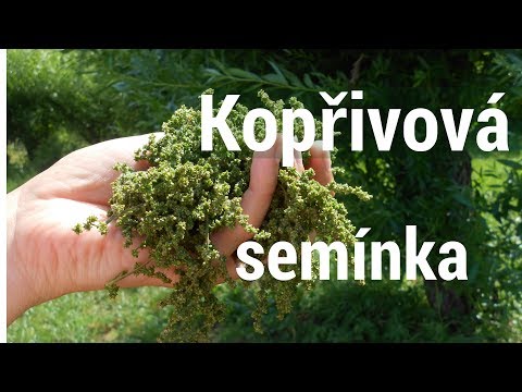 Video: Jak pěstovat zvonek kopřivový?