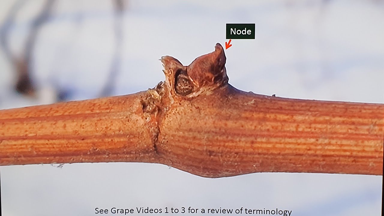 Cara menumbuhkan tunas but anggur Metode isaku iki 13E1 part 2